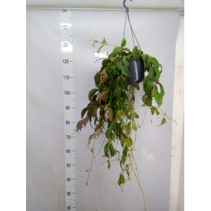 Aeschynanthus marmoratus