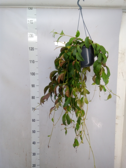 <h4>Aeschynanthus marmoratus</h4>