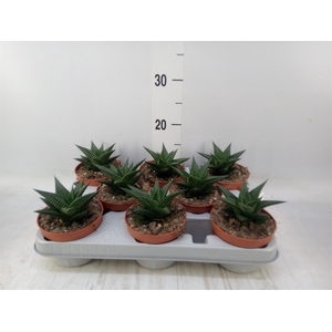 Haworthia limifolia
