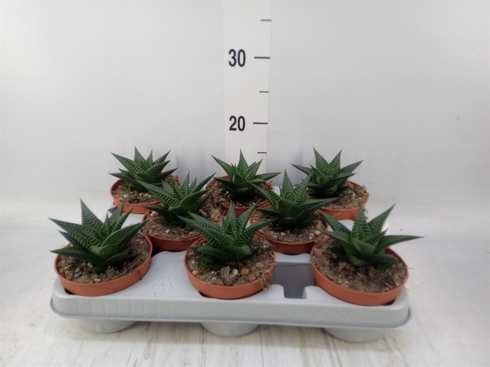 <h4>Haworthia limifolia</h4>