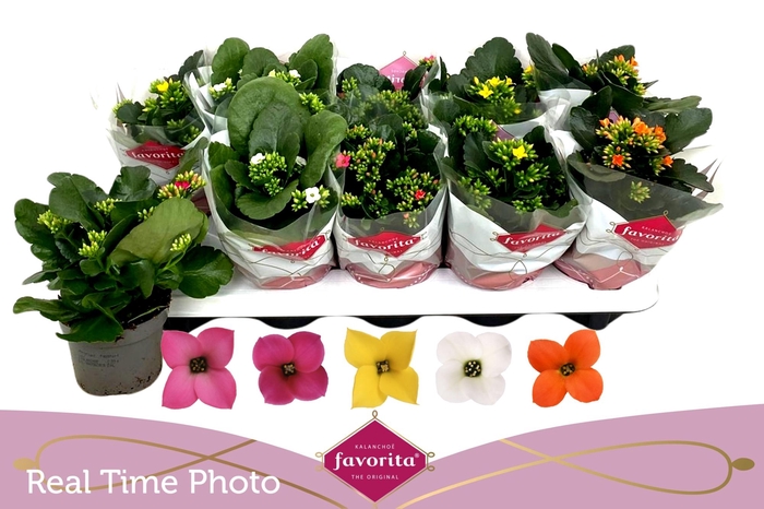 <h4>KAL EN GEM 5 KL</h4>