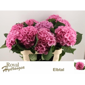 HYDR M ELBTAL RZ