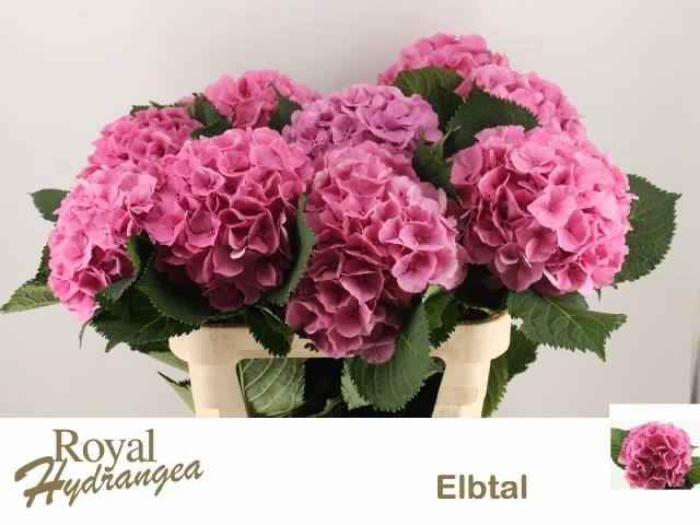 <h4>HYDR M ELBTAL RZ</h4>