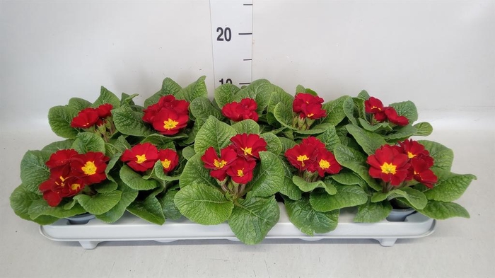 <h4>Primula ac.   ...</h4>