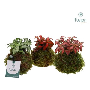 Mosbollen met Fittonia