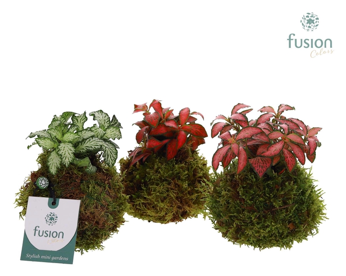 <h4>Mosbollen met Fittonia</h4>