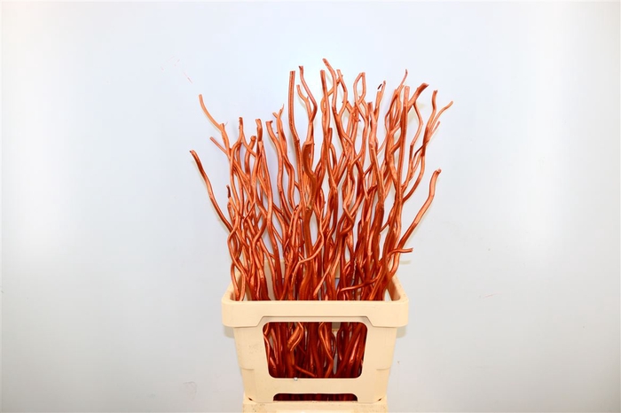 Dried Kuwa 12pcs Bronze Bunch