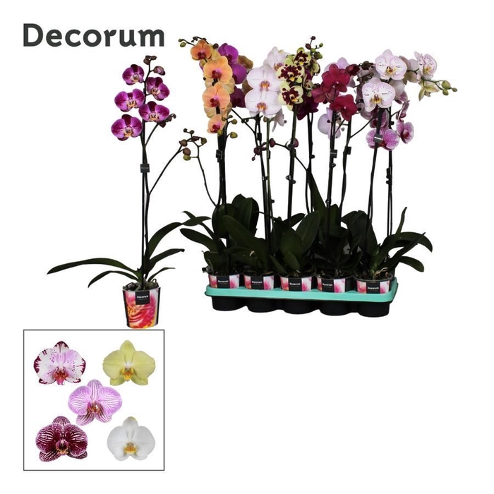 <h4>Phalaenopsis 1 tak Decorum 9+ bloem 75cm mix</h4>