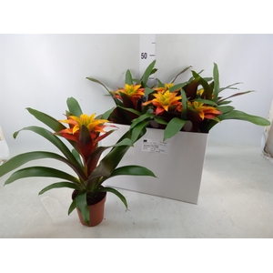 Guzmania  'Fiero Yellow'