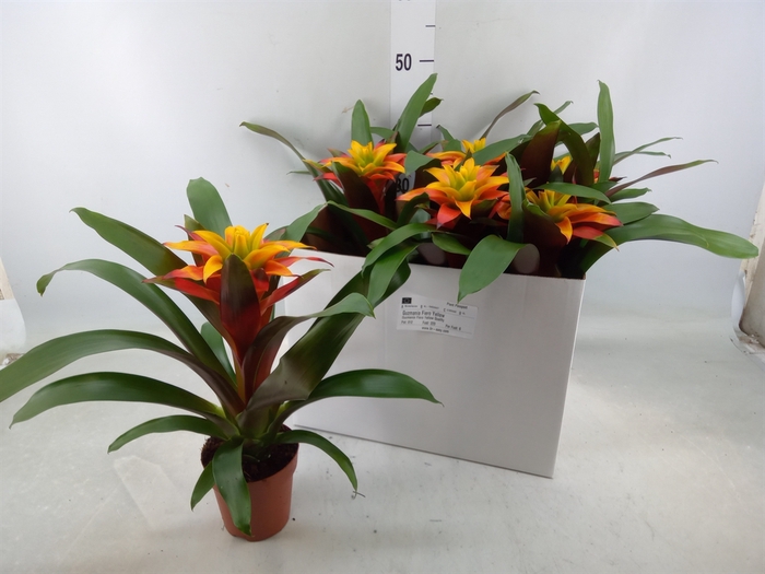 <h4>Guzmania  'Fiero Yellow'</h4>