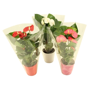 Anthurium Flamingomix 12cm blanco hoes