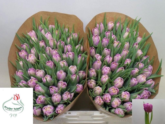 <h4>TU DU PURPLE SKY</h4>