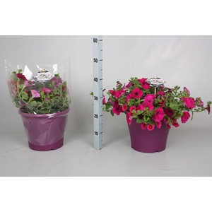 PERKPL GEM IN POT