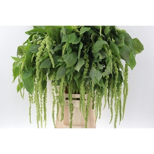 Amaranthus Cau Viridis