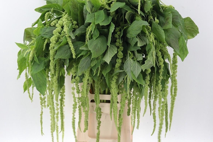 <h4>Amaranthus Cau Viridis</h4>