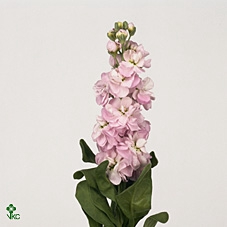<h4>Matth Nl. Figaro Pale Pink</h4>
