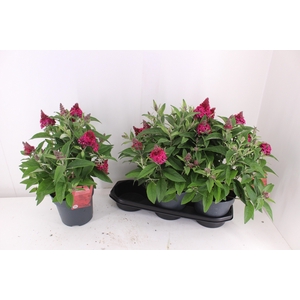 BUDD BFC LITTLE RUBY
