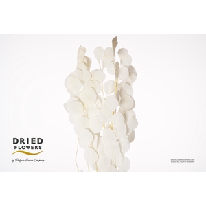 Dried Bleached Eucalyptus Populus