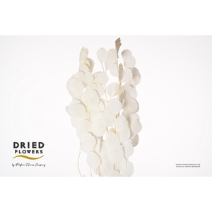 Dried Bleached Eucalyptus Cinerea