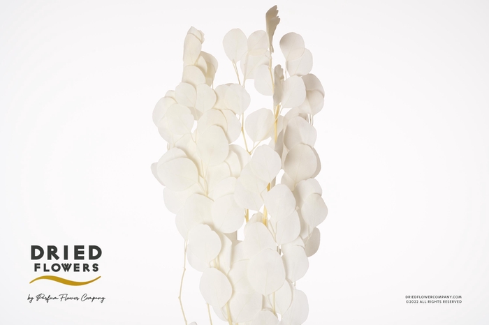 <h4>Dried Bleached Eucalyptus Cinerea</h4>