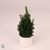 CHAMAECYPARIS THYOIDES TOP POINT P15 + SNOW