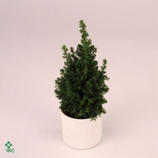 CHAMAECYPARIS THYOIDES TOP POINT P9 + SNOW