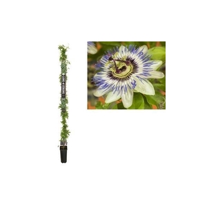 Passiflora caerulea +Long & strong label