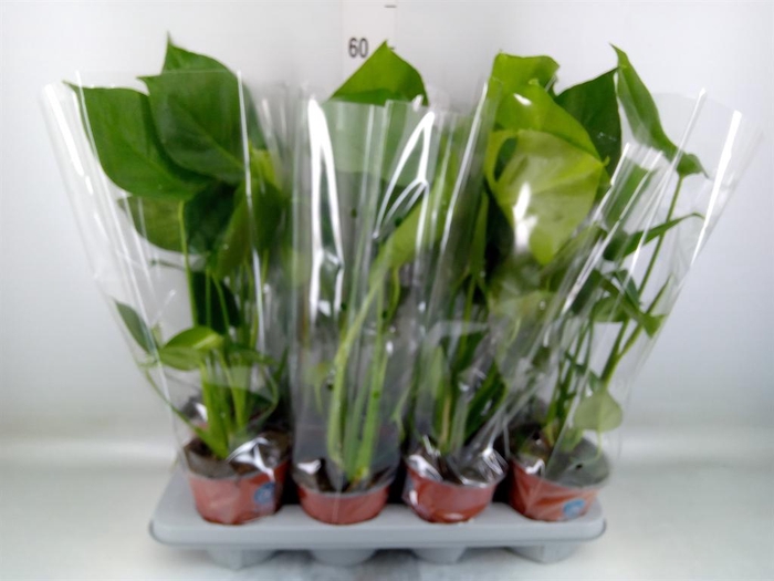 <h4>Monstera delic.</h4>