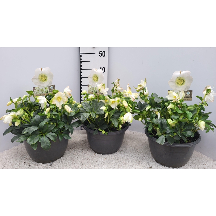 <h4>Helleborus niger Wintergold 27Ø 35cm 35fl</h4>