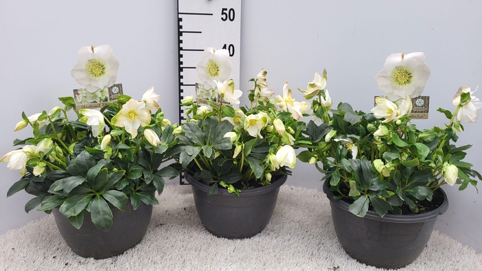 Helleborus niger Wintergold 27Ø 35cm 35fl