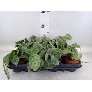 Scindapsus pictus 'Silvery Ann'