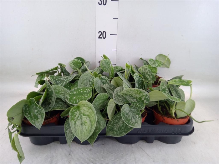 <h4>Scindapsus pictus 'Silvery Ann'</h4>