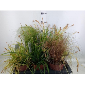 Carex   ...mix