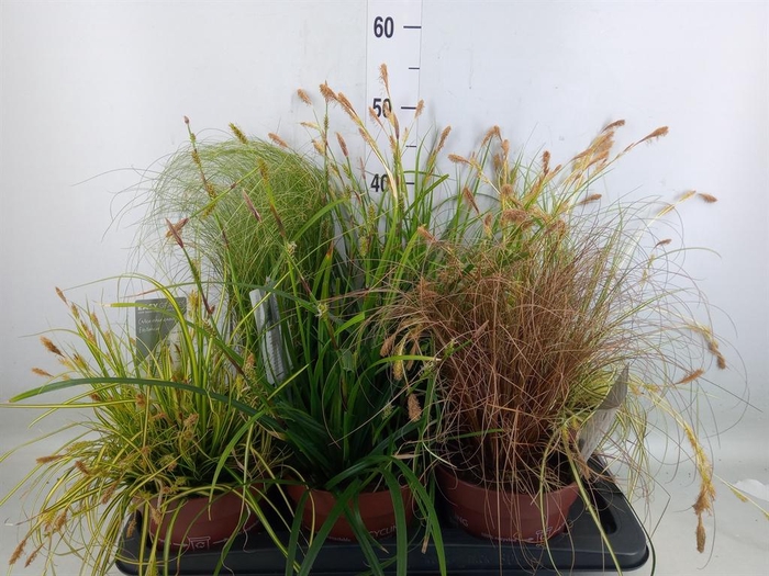 <h4>Carex   ...mix</h4>