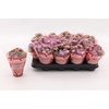 Kalanchoe Calandiva rose Le Chic