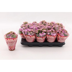 Kalanchoe Calandiva rose Le Chic