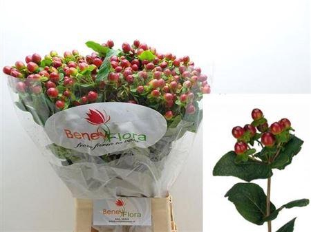 <h4>Hyp Mag Seasons Xtra</h4>
