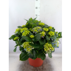 Hydrangea mac. 'Hi River'