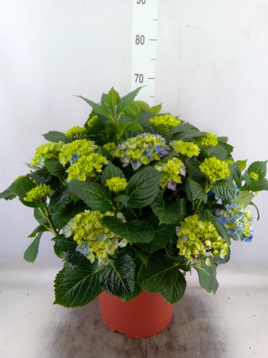 <h4>Hydrangea mac. 'Hi River'</h4>