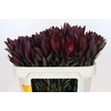 Leucadendron Saf Sunset Dark R.