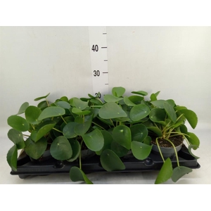Pilea peperomioides
