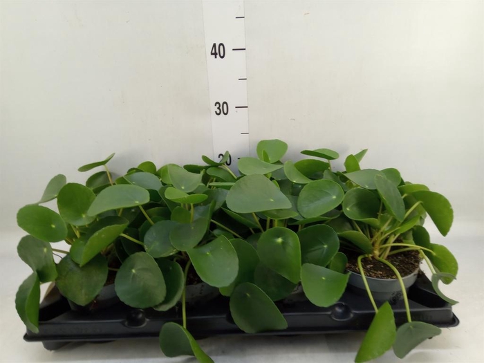 <h4>Pilea peperomioides</h4>