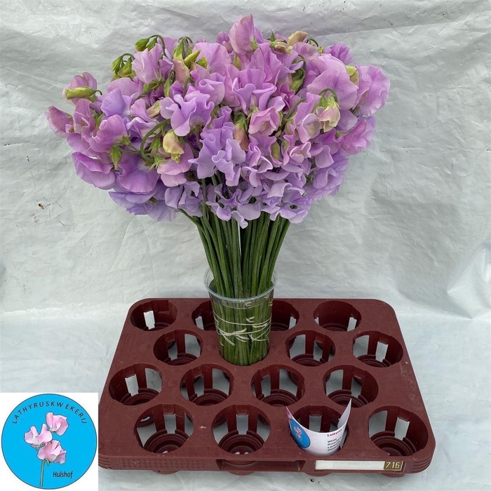 <h4>Lathyrus Lavendel</h4>
