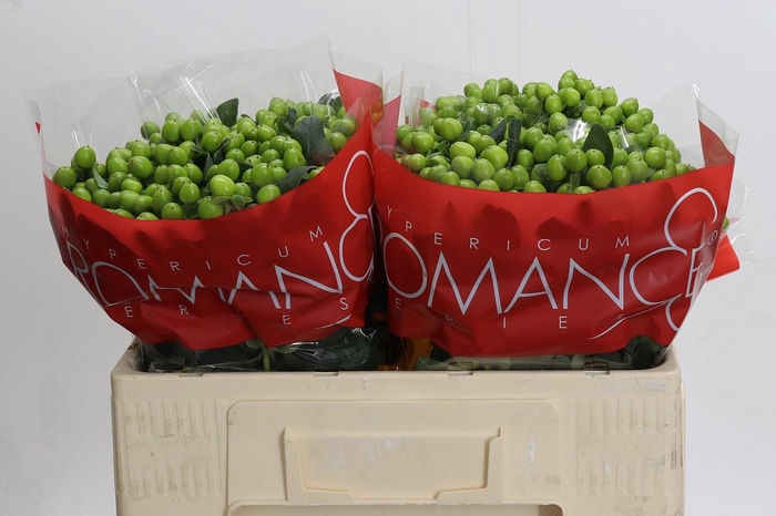 Hypericum Lucky Romance