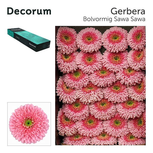 <h4>Ge Gb Bol Sawasawa - Summit Villa Gerbera</h4>