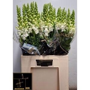 <h4>ANTIR POTO IVORY WH</h4>