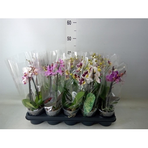 Phalaenopsis multi.   ...mix  4