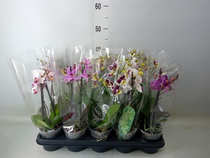 <h4>Phalaenopsis multi.   ...mix  4</h4>