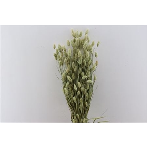 DRY PHALARIS NATUREL