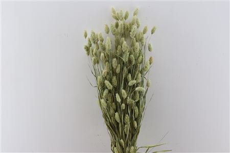 <h4>DRY PHALARIS NATUREL</h4>